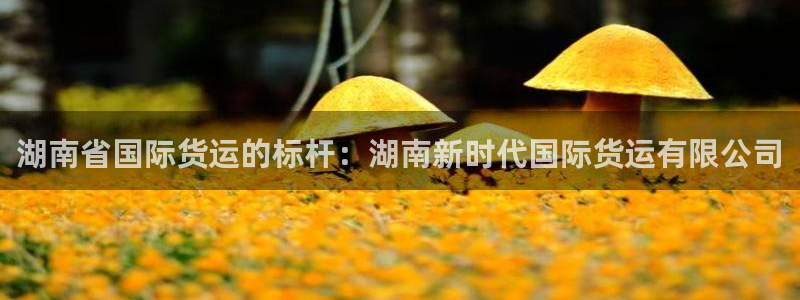 尊龙凯时代理：湖南省国际货运的标杆：湖南新时代国际货运有