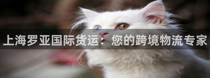 尊龙t200：上海罗亚国际货运：您的跨境物流专家