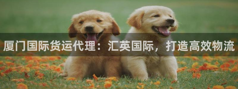 尊龙凯时人生就是搏!平台：厦门国际货运代理：汇英国际，打