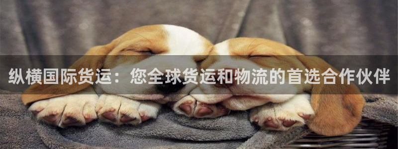 尊龙 10：纵横国际货运：您全球货运和物流的首选合作伙伴