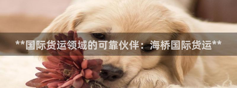 尊龙官网网站：**国际货运领域的可靠伙伴：海桥国际货运*