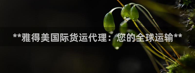 尊龙人生就是博旧版手机可靠送38元：**雅得美国际货运代