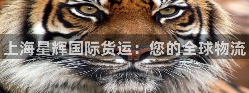 尊龙用现金一下可靠送38元：上海星辉国际货运：您的全球物